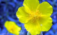ROCK ROSE